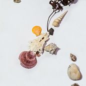 Memórias de viagens: De sementes a conchas. Een project van  Art direction, Creatieve consultanc, Redactioneel ontwerp,  Beeldende kunst, Grafisch ontwerp,  Scenografie y Fotografie van natalia_nomura - 10.01.2024