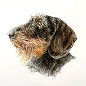 My project for course: Pet Portraits in Colored Pencils: Ginny the Dachshund. Un progetto di Illustrazione tradizionale e Illustrazione naturalistica di Marieke - 11.01.2024