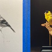 My project for course: Classical Oil Painting for Naturalist Bird Portraiture. Un proyecto de Bellas Artes, Pintura, Pintura al óleo e Ilustración naturalista				 de jescatpri - 12.01.2024