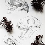 Skulls study . Un progetto di Illustrazione tradizionale e Disegno di Sara Sarangpour - 14.01.2024