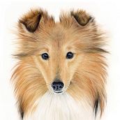 My project for course: Pet Portraits in Colored Pencils. Traditional illustration, and Naturalistic Illustration project by Siri Jachlin - 01.14.2024