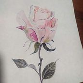 Mi proyecto del curso: Ilustración botánica con acuarela Ein Projekt aus dem Bereich Traditionelle Illustration, Bildende Künste, Malerei, Zeichnung, Aquarellmalerei und Botanische Illustration von Regina Raim - 15.01.2024