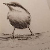 My project for course: Artistic Watercolor Techniques for Illustrating Birds. Traditional illustration, Watercolor Painting, Realistic Drawing, and Naturalistic Illustration project by Caroline Mann - 01.16.2024