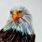 Weißkopfseeadler. Fine Arts, and Watercolor Painting project by daniela_roeckl - 01.17.2024