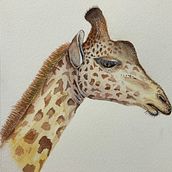 Mi proyecto del curso: Ilustración realista en acuarela de la vida salvaje. Fine Arts, Painting, Watercolor Painting, and Naturalistic Illustration project by rojovero7 - 01.17.2024