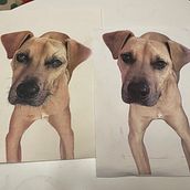 My project for course: Pet Portraits in Colored Pencils. Un proyecto de Ilustración tradicional e Ilustración naturalista				 de Naomi Kotkins - 13.01.2024
