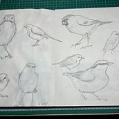 Bird sketches. Sketchbook project by Lisa Alm - 01.18.2024
