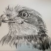 My project for course: Animal Illustration with Charcoal and Ink. Fine Arts, Drawing, Ink Illustration, and Naturalistic Illustration project by steve.attewell - 01.20.2024