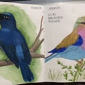 Meu projeto do curso: Aquarela naturalista com expressão e personalidade. Traditional illustration, Watercolor Painting, and Naturalistic Illustration project by Barbara Rigons - 01.21.2024