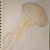 Jellyfish. Sketchbook e Ilustração naturalista projeto de Nika-Kentauri Serendipitous - 22.01.2024