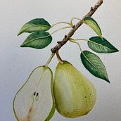 Mon projet du cours : Illustration botanique réaliste : évadez-vous dans la nature. Un progetto di Pittura, Pittura ad acquerello, Illustrazione botanica e Illustrazione naturalistica di Marie-Claude - 21.01.2024