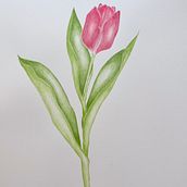 My project for course: Illustrating Nature: A Creative Exploration. Projekt z dziedziny Trad, c, jna ilustracja,  Malarstwo,  R, sunek, Malowanie akwarelą,  R, sunek atramentem, Ilustracja naturalist i czna użytkownika soizic_agnes - 14.01.2024