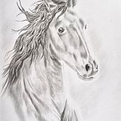 Mein Abschlussprojekt für den Kurs: Realistische Tierbilder in Graphitstift. Fine Arts, Pencil Drawing, Drawing, Realistic Drawing, and Naturalistic Illustration project by Hetty Meijs - 01.24.2024