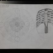 Meu projeto do curso: Desenho anatômico para principiantes. Un progetto di Belle arti, Bozzetti, Disegno a matita, Disegno, Disegno realistico e Disegno anatomico di joaopedrormunzoo - 24.01.2024