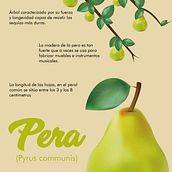 Ilustración botánica. Een project van  Ontwerp, Grafisch ontwerp y Vectorillustratie van Mafe Estupiñan - 26.01.2024