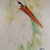 My project for course: Naturalist Bird Illustration with Watercolors. Un proyecto de Ilustración tradicional, Pintura a la acuarela, Dibujo realista e Ilustración naturalista				 de Dorottya Molnár - 22.01.2024