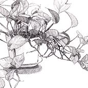 My project for course: Botanical Illustration: From Notebook to Print Ein Projekt aus dem Bereich Traditionelle Illustration, Skizzenentwurf, Zeichnung, Botanische Illustration, Sketchbook und Illustration mit Tinte von Bito Đặng - 26.01.2024