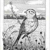 Il mio progetto del corso: Illustrazione con inchiostro e pennino: rappresenta la natura . Membuat sketsa, Menggambar, Menggambar Artistik, Buku sketsa, Ilustrasi Tinta & Ilustrasi Naturalistik proyek oleh Anna Lussignoli - 01.27.2024