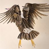 Oiseau. Un proyecto de Ilustración tradicional de aurelie.maneru - 28.01.2024