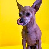Mi proyecto del curso: Introducción a la fotografía de perros. Photograph, Portrait Photograph, Studio Photograph, Documentar, Photograph, Lifest, le Photograph & Interior Photograph project by alexeyarias - 01.30.2024