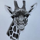 Graphite & charcoal giraffe drawing. Traditional illustration project by Ian Taylor - 01.30.2024