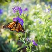 What Happened to the Monarch?. Creative Writing project by periwinkle7 - 01.31.2024