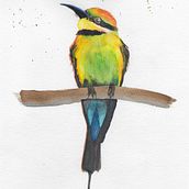 Rainbow Bee Eater - I took the photograph and then painted it with watercolours and coloured pencils. Photograph project by Cathy Clark - 11.16.2021
