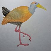 Mi proyecto del curso: Ilustración naturalista de aves con acuarela, Aramides. Projekt z dziedziny Trad, c, jna ilustracja, Malowanie akwarelą, R, sunek realist, czn, Ilustracja naturalist i czna użytkownika Daniela Gonzalez - 01.02.2024