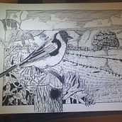 Meu projeto do curso: Ilustração com tinta e bico de pena: registre o mundo natural. Sketching, Drawing, Artistic Drawing, Sketchbook, Ink Illustration, and Naturalistic Illustration project by Juan Maciel - 01.29.2024