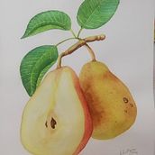 My project for course: Realistic Botanical Illustration: Escape to Nature. Painting, Watercolor Painting, Botanical Illustration, and Naturalistic Illustration project by Chris Callaghan - 02.02.2024