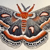 Hyalophora Ceropia. Projekt z dziedziny Malowanie akwarelą użytkownika Nicole Hethington - 17.06.2020