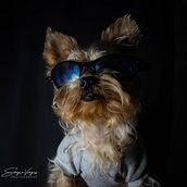Mi proyecto del curso: Introducción a la fotografía de perros. Fotografia, Fotografia de retrato, Fotografia de estúdio, Fotografia documental, Fotografia Lifest, le, e Fotografia de interiores projeto de Sergio Alejandro Vargas Pinzón - 03.02.2024