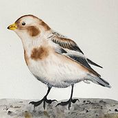 My project for course: Naturalist Bird Illustration with Watercolors. Een project van Traditionele illustratie, Aquarelschilderen, Realistische tekening y Naturalistische illustratie van Anita Moravcsik - 05.02.2024