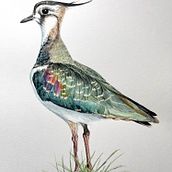 Mein Abschlussprojekt für den Kurs: Naturalistische Aquarellillustration von Vögeln. Un proyecto de Ilustración tradicional, Pintura a la acuarela, Dibujo realista e Ilustración naturalista				 de Andrea Wagner - 06.02.2024