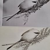 Charcoal sketches of bird photographs. Projekt z dziedziny Malowanie akwarelą użytkownika Paul Rook - 07.02.2024