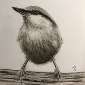 Mein Abschlussprojekt für den Kurs: Illustriere Vögel mit expressiven Aquarelltechniken. Traditional illustration, Watercolor Painting, and Naturalistic Illustration project by Imke Kiehlmann - 02.07.2024