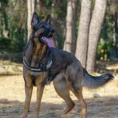 Mi proyecto del curso: Fotografía lifestyle de perros. Photograph, Portrait Photograph, Instagram Photograph, Documentar, Photograph, Lifest, and le Photograph project by Gonzalo Ardito - 02.13.2024
