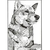 Yuki. Un projet de Illustration à l'encre de Giorgia Migli - 09.02.2024