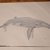 Mein Abschlussprojekt für den Kurs: Techniken der naturalistischen Illustration: Wale in Aquarell. Een project van  Beeldende kunst, Schilderij, Aquarelschilderen y Naturalistische illustratie van Kai Möller - 09.02.2024