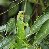 Mi proyecto del curso: Costa Rica y su Biodiversidad única. . Fotografie și Fotografie digitală de Esteban Apablaza Hormazabal - 02.10.2024