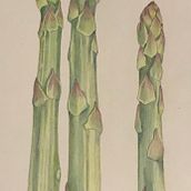 Coloured pencil drawing . Un projet de Illustration traditionnelle, Dessin au cra, on , et Théorie des couleurs de Claire - 11.02.2024