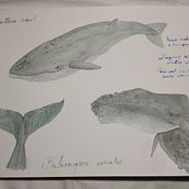 Mi proyecto del curso: Técnicas de ilustración naturalista: ballenas en acuarela. Fine Arts, Painting, Watercolor Painting, and Naturalistic Illustration project by Mimi Fdez J - 02.09.2024