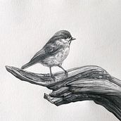 Cincia bigia su ramo - Disegno in grafite su carta. Un projet de Dessin artistique, Dessin réaliste , et Beaux Arts de Egidio Calabrese Violetta - 13.02.2024