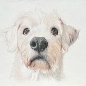Meu projeto do curso: Retratos de pets a lápis de cor. Traditional illustration, Naturalistic Illustration, and Colored Pencil Drawing project by Bruna Mota - 02.07.2024