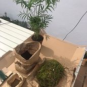 Mi proyecto del curso: Kokedamas: crea macetas naturales de musgo. Arts, Crafts, Interior Design, L, scape Architecture, Decoration, DIY, Floral, and Plant Design project by inesrr_4 - 02.14.2024