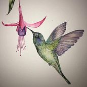 Curso: Ilustración Naturalista de Aves con Acuarela de Antonia Reyes Montealegre. Colibrí y Fuchsia magellanica. Ilustração tradicional, Desenho a lápis, Desenho, Pintura em aquarela, Ilustração botânica e Ilustração naturalista projeto de Rosa Yanira Mella Espinoza - 14.02.2024