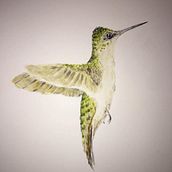 Proyecto del Curso: Ilustración Naturalista de Aves con Acuarela de Antonia Reyes Montealegre.Colibrí Garganta Roja Hembra.. Pintura, Desenho a lápis, Desenho realista, Ilustração tradicional, Ilustração naturalista, e Pintura em aquarela projeto de Rosa Yanira Mella Espinoza - 13.02.2024