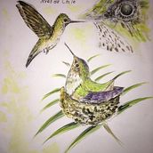 Proyecto del curso: Ilustración Naturalista de Aves con Acuarela: Picaflor Chico en Acuarela. Aves de Chile.. Ilustração naturalista, Pintura em aquarela, e Pintura projeto de Rosa Yanira Mella Espinoza - 14.02.2024