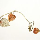 PITTURA BOTANICA. Fine Arts, Painting, Drawing, and Watercolor Painting project by NICOLE BRENNA - 02.15.2024