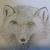 Fox (that looks more like a wolf haha). Traditional illustration, Arts, and Crafts project by Marjolein - 02.16.2024